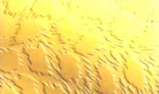 Paslanmaz Desenli Saclar